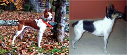 Mountain Feist vs Miniature Fox Terrier - Breed Comparison