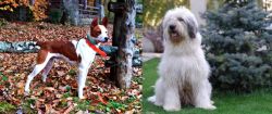 Mountain Feist vs Mioritic Sheepdog - Breed Comparison