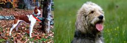 Mountain Feist vs Otterhound - Breed Comparison