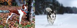 Mountain Feist vs Siberian Husky - Breed Comparison