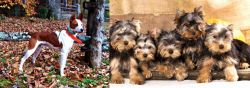 Mountain Feist vs Yorkshire Terrier - Breed Comparison