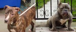 Mountain View Cur vs American Bully - Breed Comparison