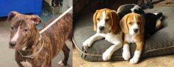 Mountain View Cur vs Beagle - Breed Comparison