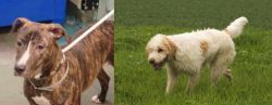 Mountain View Cur vs Briquet Griffon Vendeen - Breed Comparison
