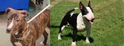 Mountain View Cur vs Bull Terrier Miniature - Breed Comparison