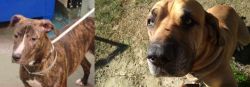 Mountain View Cur vs Cabecudo Boiadeiro - Breed Comparison