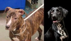 Mountain View Cur vs Dalmador - Breed Comparison