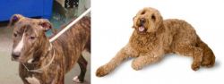 Mountain View Cur vs Golden Doodle - Breed Comparison