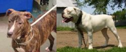 Mountain View Cur vs Hermes Bulldogge - Breed Comparison