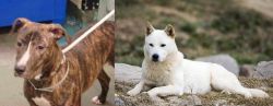 Mountain View Cur vs Jindo - Breed Comparison
