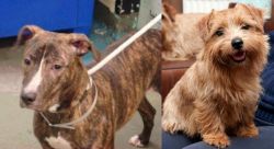 Mountain View Cur vs Norfolk Terrier - Breed Comparison