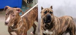 Mountain View Cur vs Perro de Presa Canario - Breed Comparison