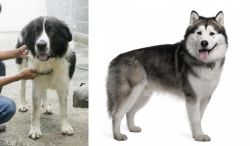 Mucuchies vs Alaskan Malamute - Breed Comparison