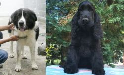 Mucuchies vs American Cocker Spaniel - Breed Comparison