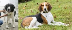 Mucuchies vs American English Coonhound - Breed Comparison