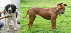 Mucuchies vs American Pit Bull Terrier - Breed Comparison
