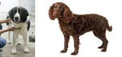 Mucuchies vs American Water Spaniel - Breed Comparison