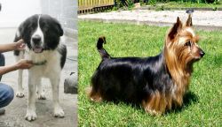Mucuchies vs Australian Silky Terrier - Breed Comparison