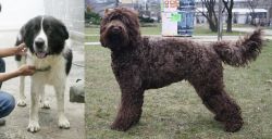 Mucuchies vs Barbet - Breed Comparison