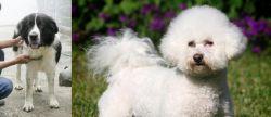 Mucuchies vs Bichon Frise - Breed Comparison