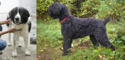Mucuchies vs Black Russian Terrier - Breed Comparison