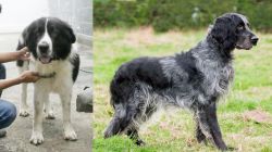 Mucuchies vs Blue Picardy Spaniel - Breed Comparison