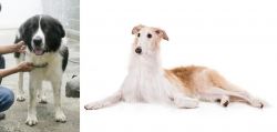 Mucuchies vs Borzoi - Breed Comparison