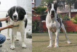 Mucuchies vs Bully Kutta - Breed Comparison