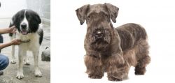 Mucuchies vs Cesky Terrier - Breed Comparison