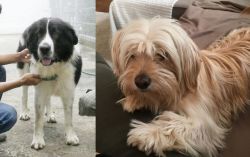 Mucuchies vs Cyprus Poodle - Breed Comparison