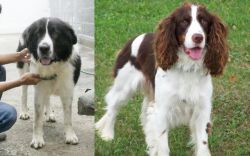 Mucuchies vs English Springer Spaniel - Breed Comparison
