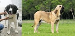 Mucuchies vs Fila Brasileiro - Breed Comparison
