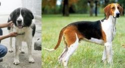 Mucuchies vs Grand Anglo-Francais Tricolore - Breed Comparison