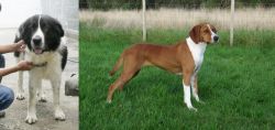 Mucuchies vs Hygenhund - Breed Comparison