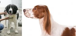 Mucuchies vs Irish Red and White Setter - Breed Comparison