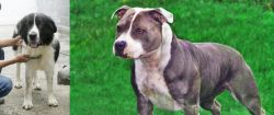 Mucuchies vs Irish Staffordshire Bull Terrier - Breed Comparison