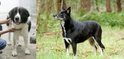 Mucuchies vs Lapponian Herder - Breed Comparison