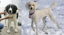 Mucuchies vs Poodle - Breed Comparison