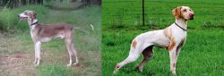 Mudhol Hound vs Ariege Pointer - Breed Comparison