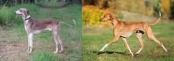 Mudhol Hound vs Azawakh - Breed Comparison