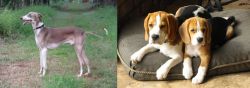 Mudhol Hound vs Beagle - Breed Comparison