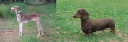 Mudhol Hound vs Dachshund - Breed Comparison