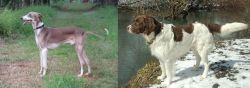 Mudhol Hound vs Drentse Patrijshond - Breed Comparison