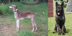 Mudhol Hound vs East German Shepherd - Breed Comparison