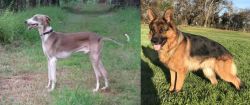 Mudhol Hound vs German Shepherd - Breed Comparison