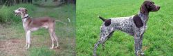 Mudhol Hound vs German Shorthaired Pointer - Breed Comparison