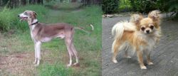 Mudhol Hound vs Long Haired Chihuahua - Breed Comparison