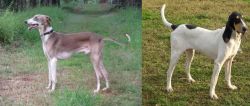 Mudhol Hound vs Petit Gascon Saintongeois - Breed Comparison