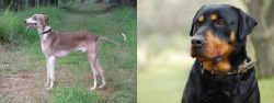 Mudhol Hound vs Rottweiler - Breed Comparison