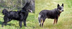 Mudi vs Austrailian Blue Heeler - Breed Comparison